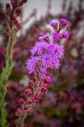 USA, Colorado, Fort Collins. Close-up of purple flowers. Art Print